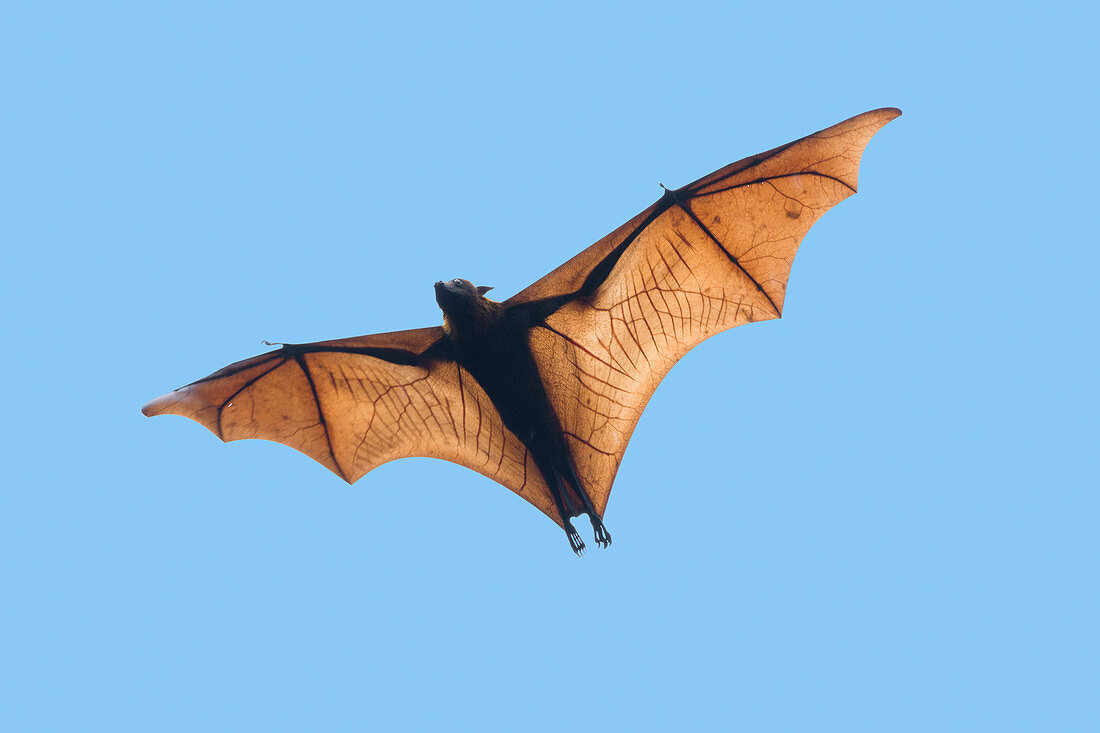 Golden-capped Fruit Bat - in flight Acerodon jubatus Subic Bay Philippines MA003454