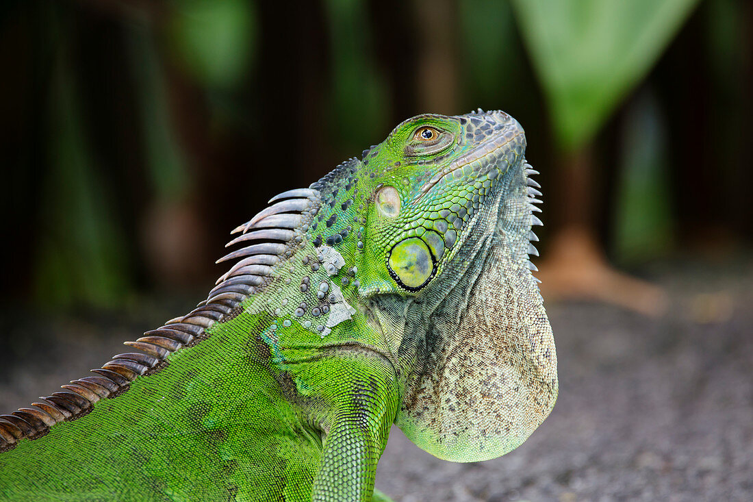 Grüner Leguan (Iguana iguana), Singapur MA003500