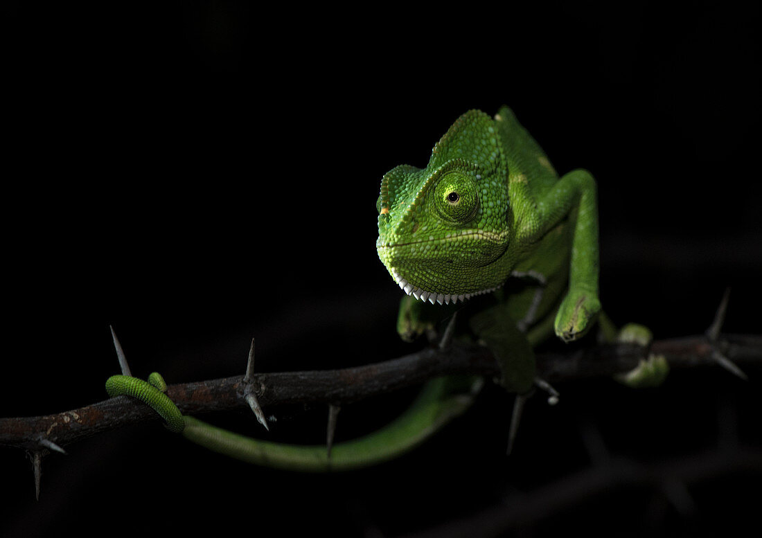 Indisches Chamäleon (Chamaeleo zeylanicus), in der Nähe von Pune, Indien