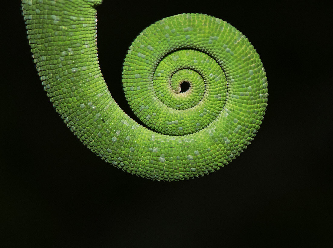 Tail of Chameleon ( Chamaeleo zeylanicus) was taken near Pune, India