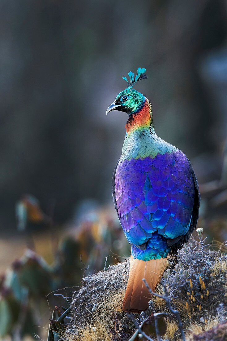 Himalayan monal (Lophophorus impejanus) in Chopta, Uttrakhand, India