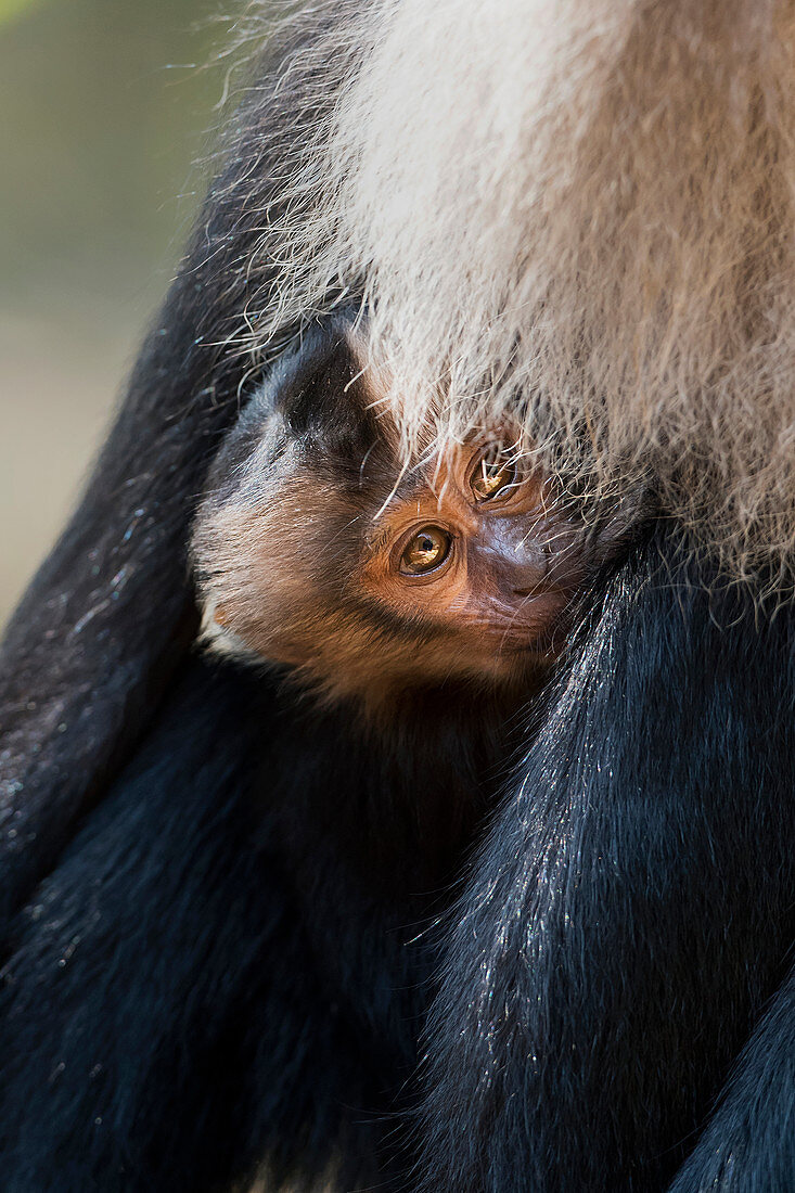 Lion-tailed macaque (Macaca silenus) at Valparai,Tamil Nadu, India