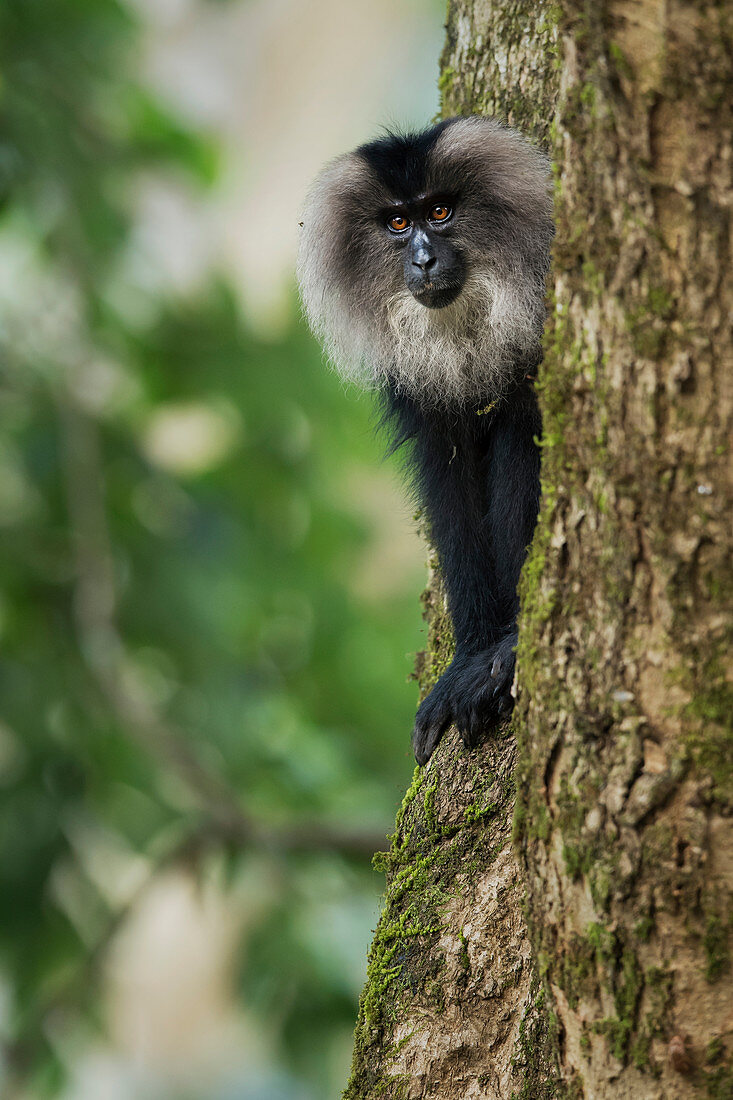 Lion-tailed macaque (Macaca silenus) at Valparai,Tamil Nadu, India