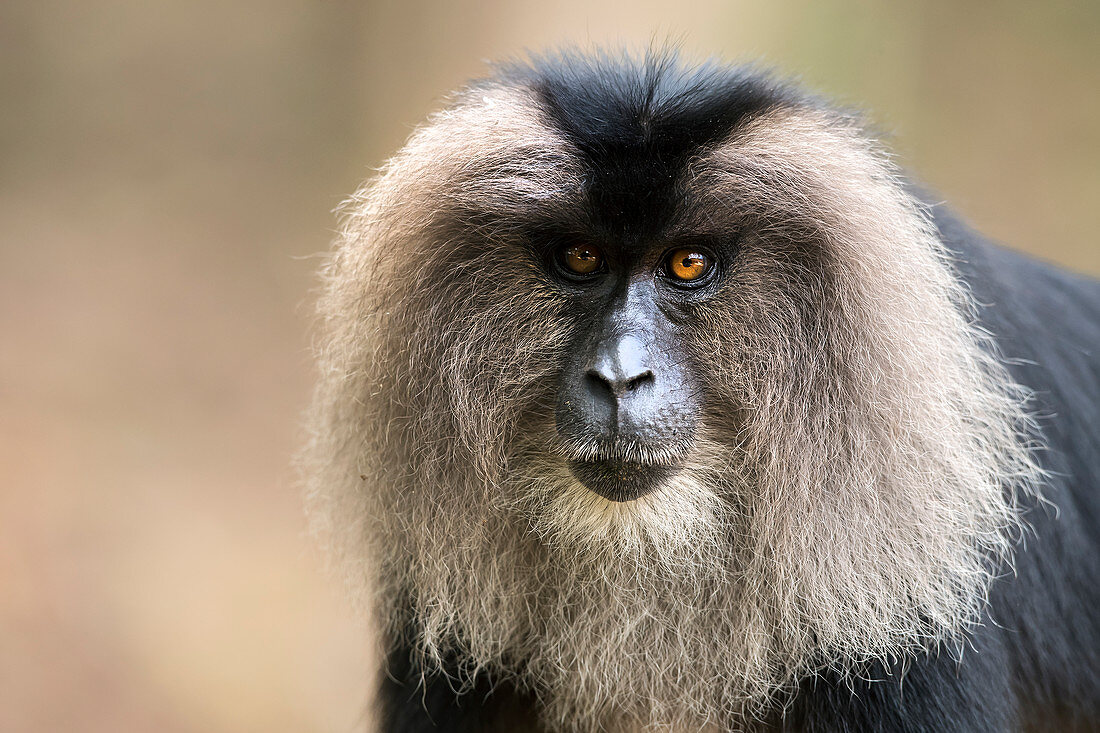 Lion-tailed macaque (Macaca silenus) at Valparai,Tamil Nadu, India