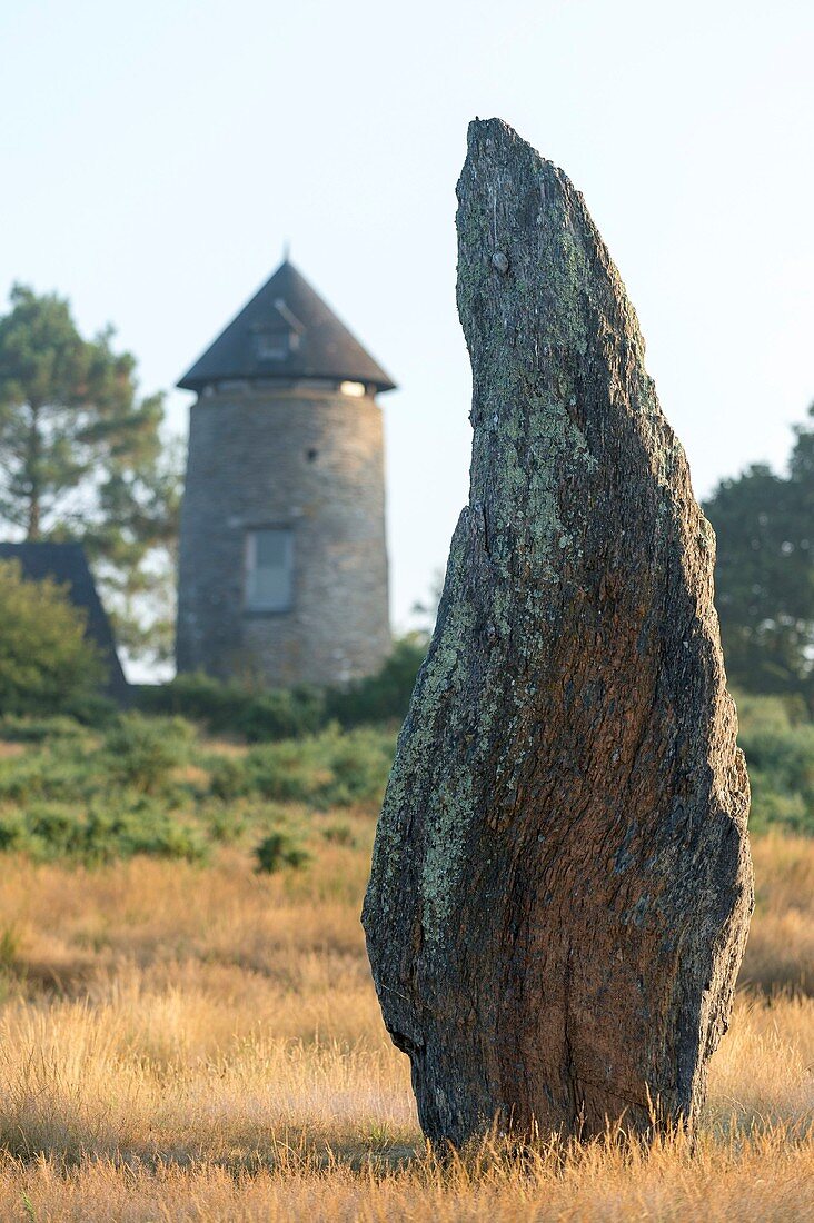 France, Ille et Vilaine, Saint Just, menhir on moors of Cojoux with the mill in background