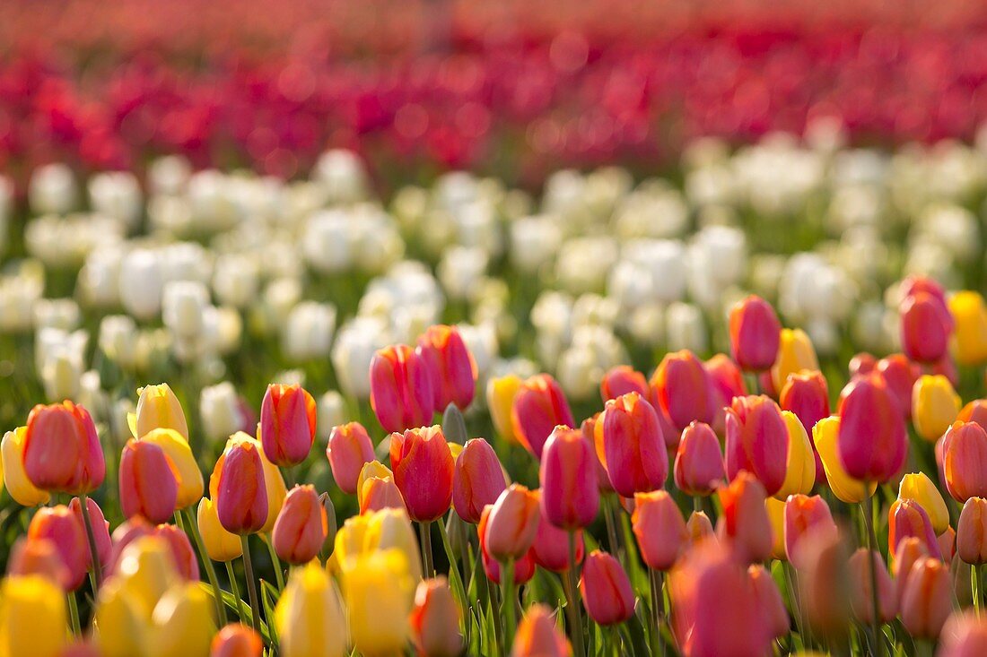 France, Alpes de Haute Provence, regional park of Luberon, between Brillanne and Lurs, tulip fields