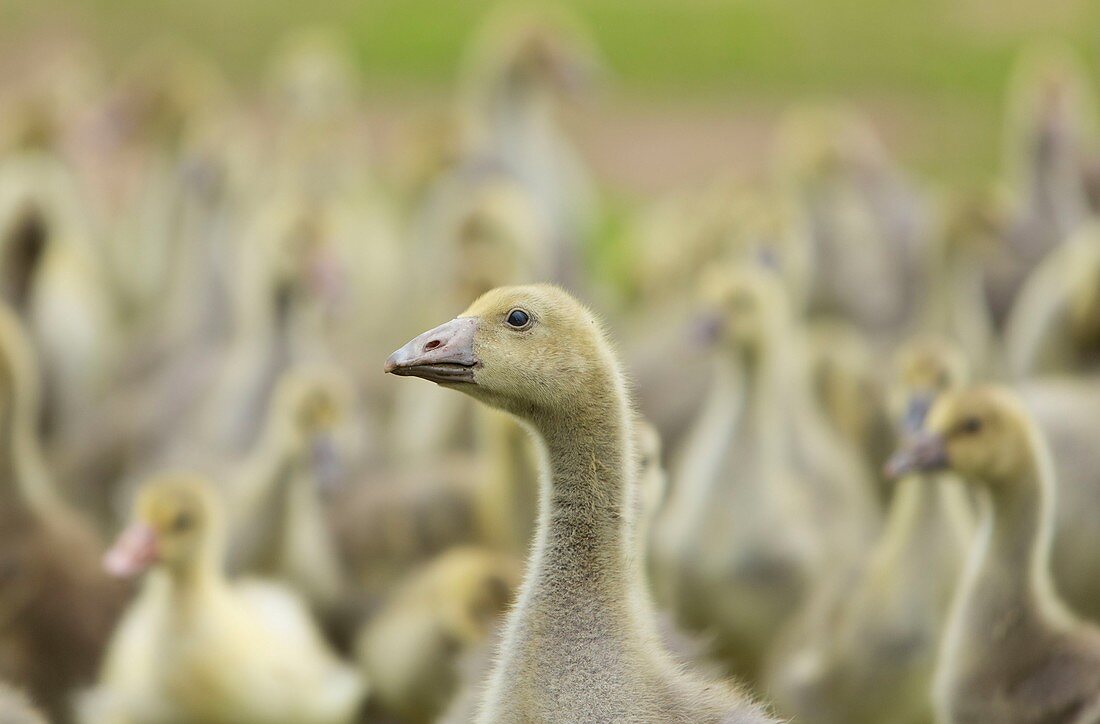 France, Dordogne, Perigord Noir, Dordogne Valley, nearby Domme place called Turnac, goslings at Turnac farm