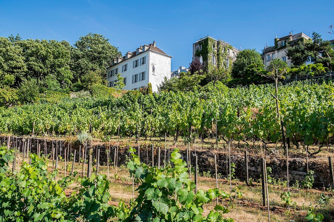 France, Paris, the vine of Montmartre, whose official name is the Clos Montmartre seen from the rue des Saules