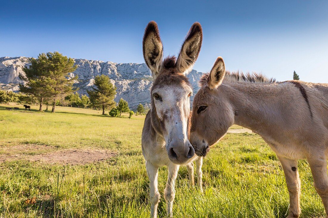 France, Bouches du Rhone, Aix en Provence, Saint Antonin sur Bayon, donkeys of Provence, in the background Mount Sainte Victoire muse of the painter Cézanne