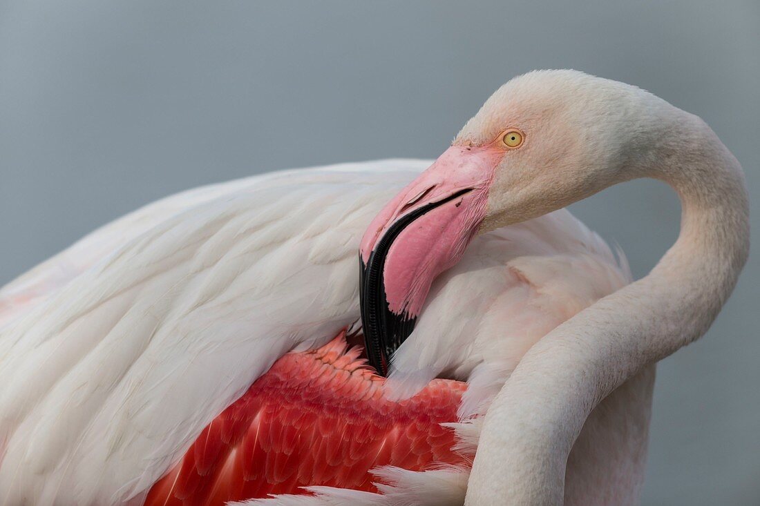 France, Bouches du Rhone, Camargue Regional Nature Park, Saintes Maries de la Mer, Ornithological Park of Pont de Gau, the pink beak with black tip of Greater flamingo (Phoenicopterus roseus), unique among birds, is bent and its morphology allows the filtration of the mud and the water