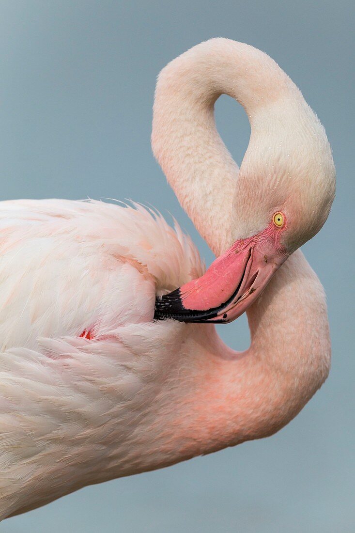 France, Bouches du Rhone, Camargue Regional Nature Park, Saintes Maries de la Mer, Ornithological Park of Pont de Gau, the pink beak with black tip of Greater flamingo (Phoenicopterus roseus), unique among birds, is bent and its morphology allows the filtration of the mud and the water