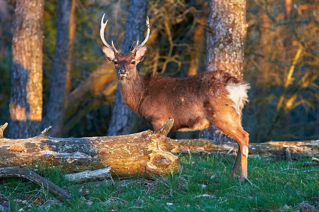 Frankreich, Haute Saone, Privatpark, Sikahirsch (Cervus nippon), am Waldrand stehend