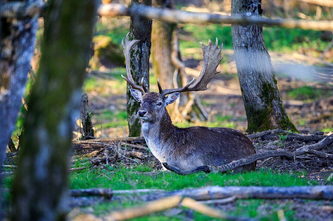 France, Haute Saone, Private park, Fallow Deer (Dama dama), buck, male