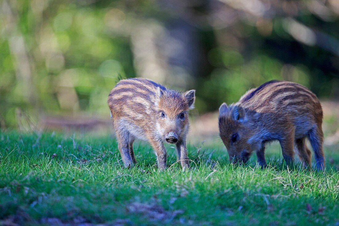 France, Haute Saone, Private park, Wild Boar (Sus scrofa), piglet
