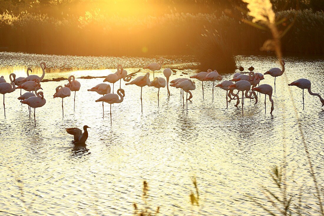 France, Bouches du Rhone, Parc naturel regional de Camargue (Regional Natural Park of Camargue), Saintes Maries de la Mer, ornithological park Pont de Gau flamingos
