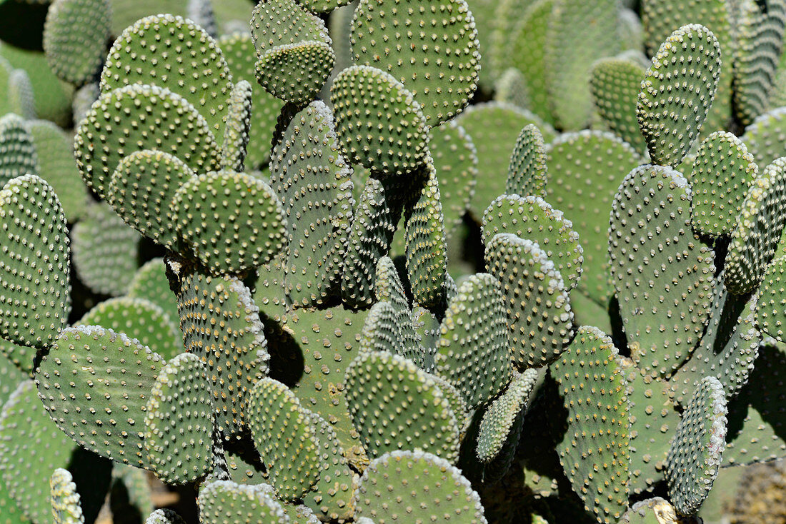 Close up of cactus in sunlight in Malibu, California, USA