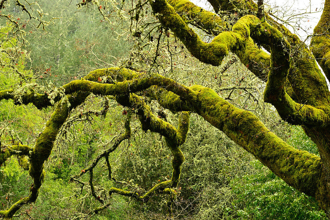 Moosbewachsene Bäume und Äste in einem Wald im Napa Valley, Kalifornien, USA