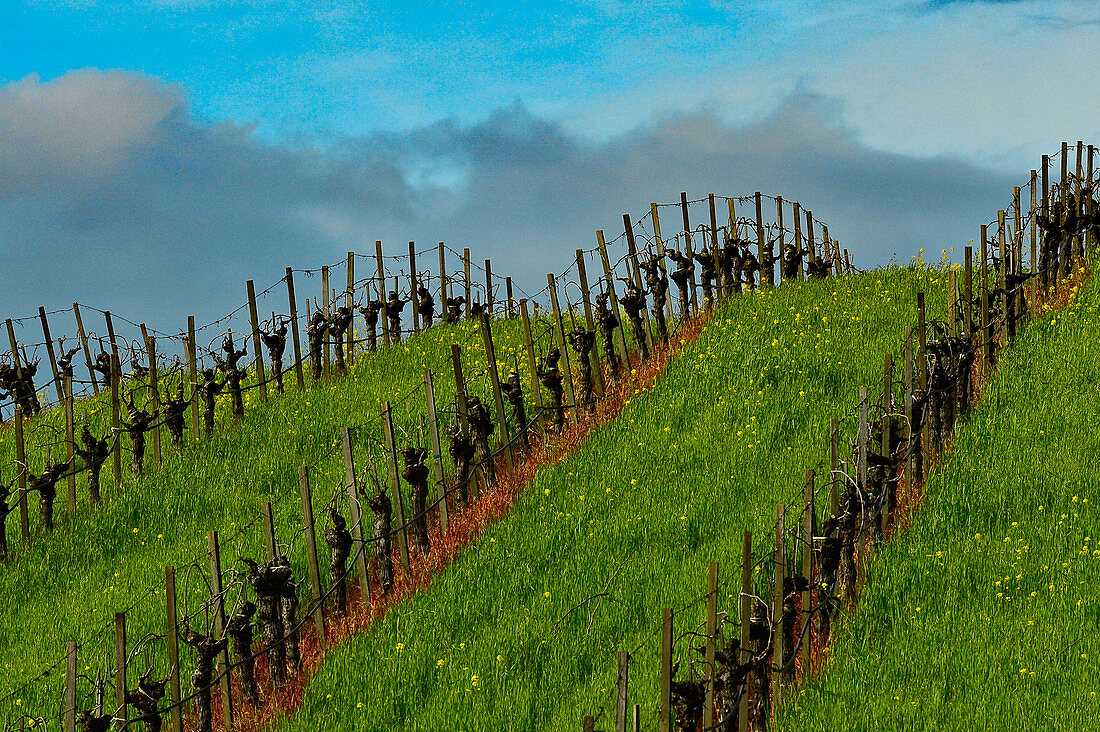 Ein Hügel mit Weinreben im Napa Valley bei Lake Hennessy, Kalifornien, USA
