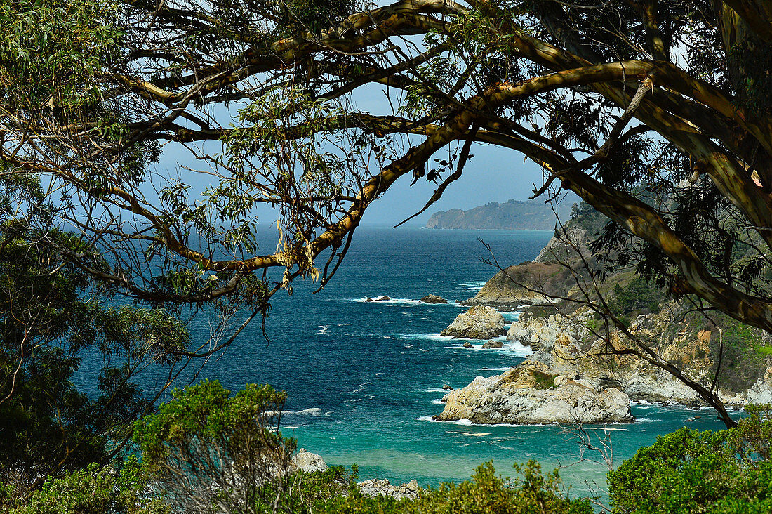 View of an eucalyptus tree and the rocky Pacific coast in Julia Pfeiffer Burns State Park, California, USA