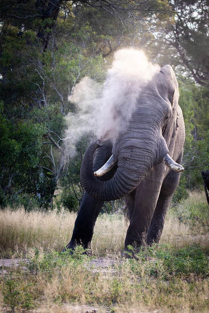 Ein afrikanischer Elefantenbulle, Loxodonta africana, sprüht mit seinem Rüssel Sand über sich