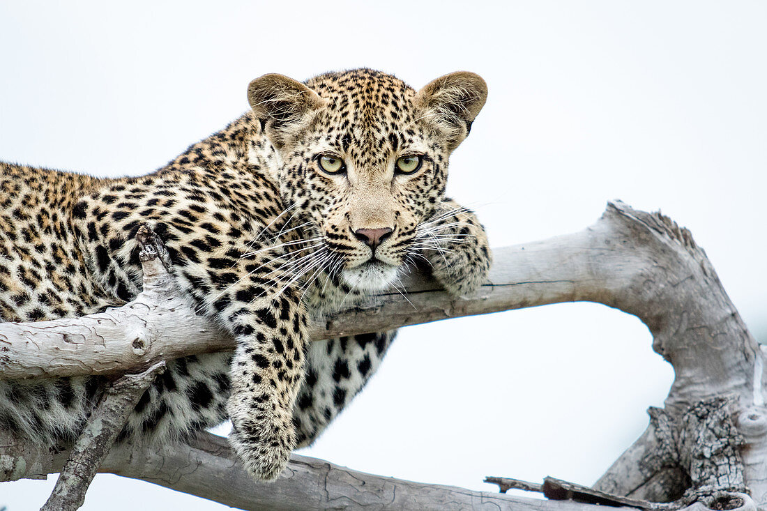 Ein Leopard, Panthera pardus, liegt auf toten Ästen, Pfoten über Ästen, direkter Blick, weißer Hintergrund