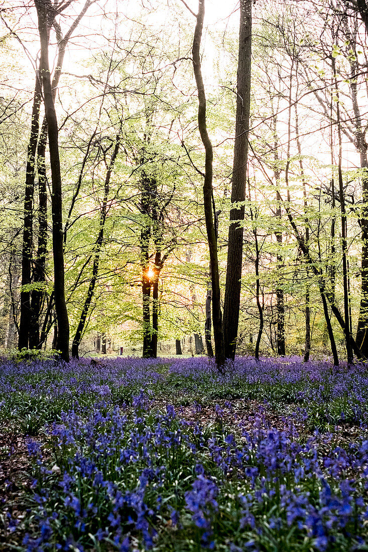 Teppich aus Glockenblumen in einem Wald im Frühjahr