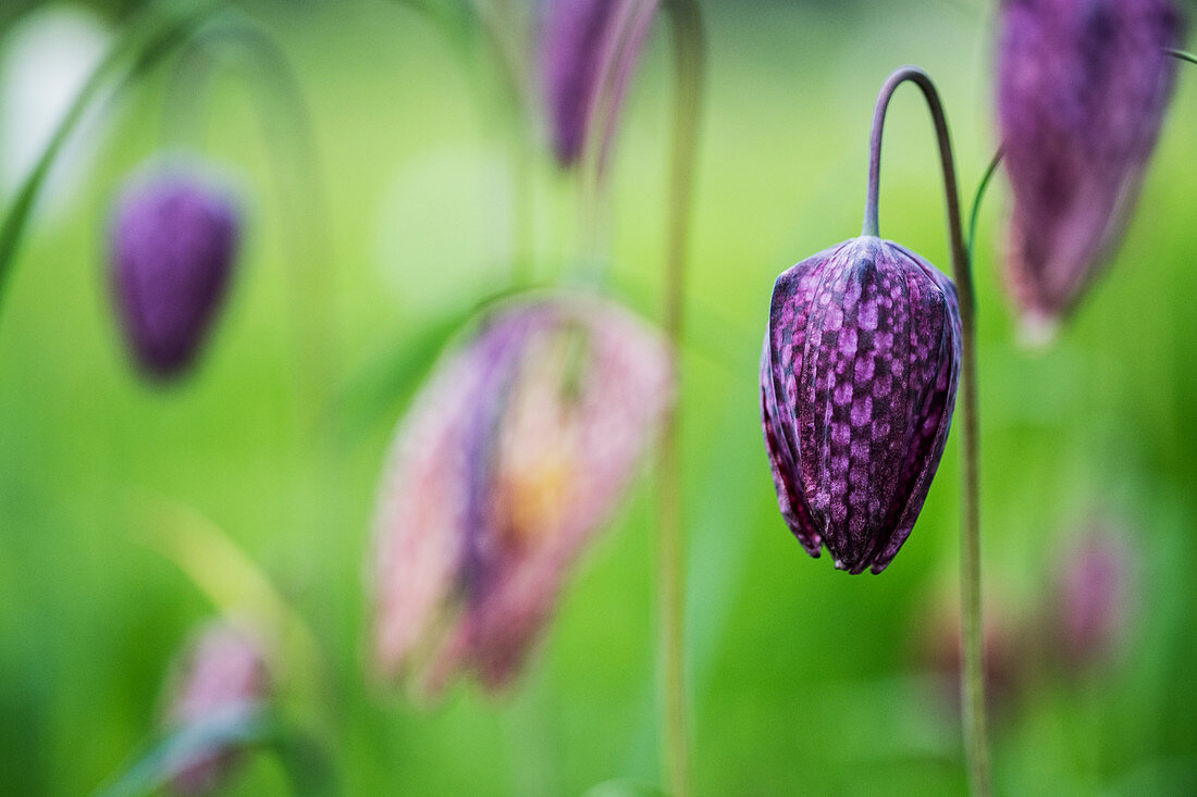 Close up of a delicate purple, checkered blossom of a Snake's Head Fritillary on a meadow.