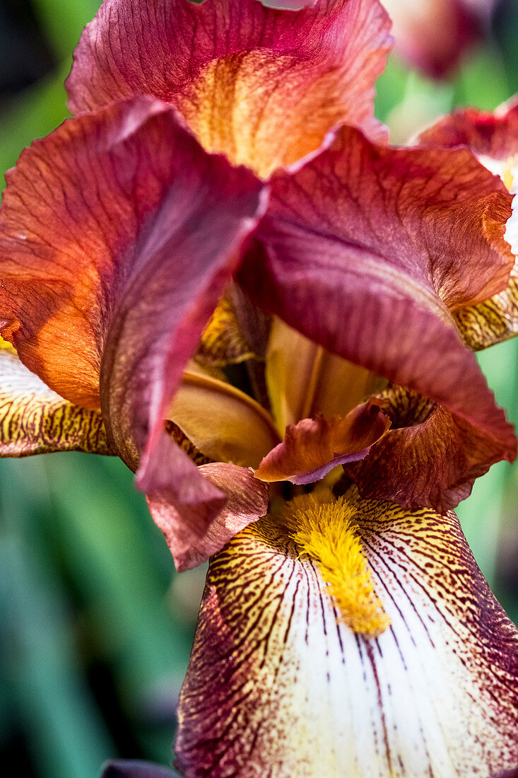 Extreme close up of orange and red bearded Iris.