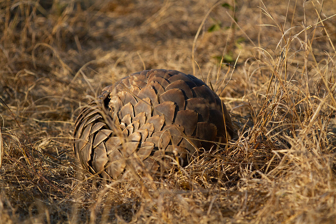 A pangolin, Smutsia temminckii, lies curled up in brown grass
