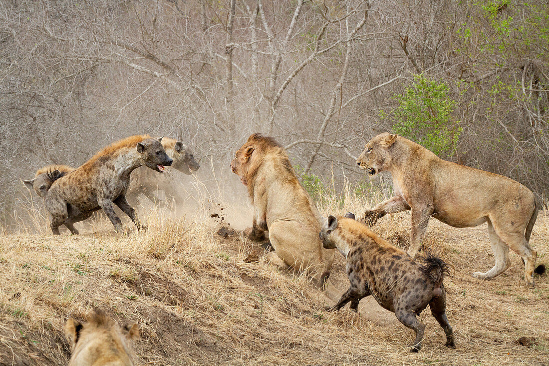 Gefleckte Hyänen (Crocuta crocuta), greifen einen stolzen Löwe an (Panthera leo)