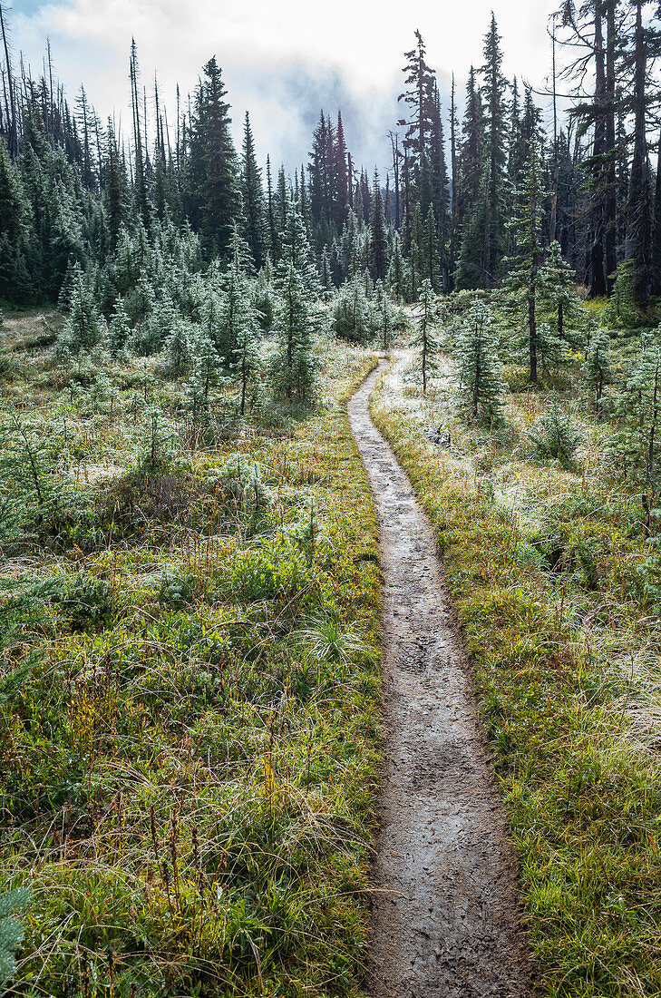 Schlammiger Wanderweg nach Bergsturm, üppige subalpine Wiese in der Ferne, Mt Adams Wilderness, Washington, entlang des Pacific Crest Trail