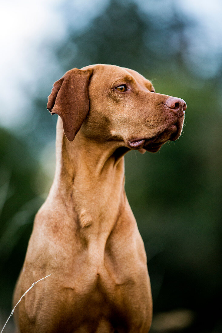 Ein Vizla-Hund (Ungarischer Vorstehhund)