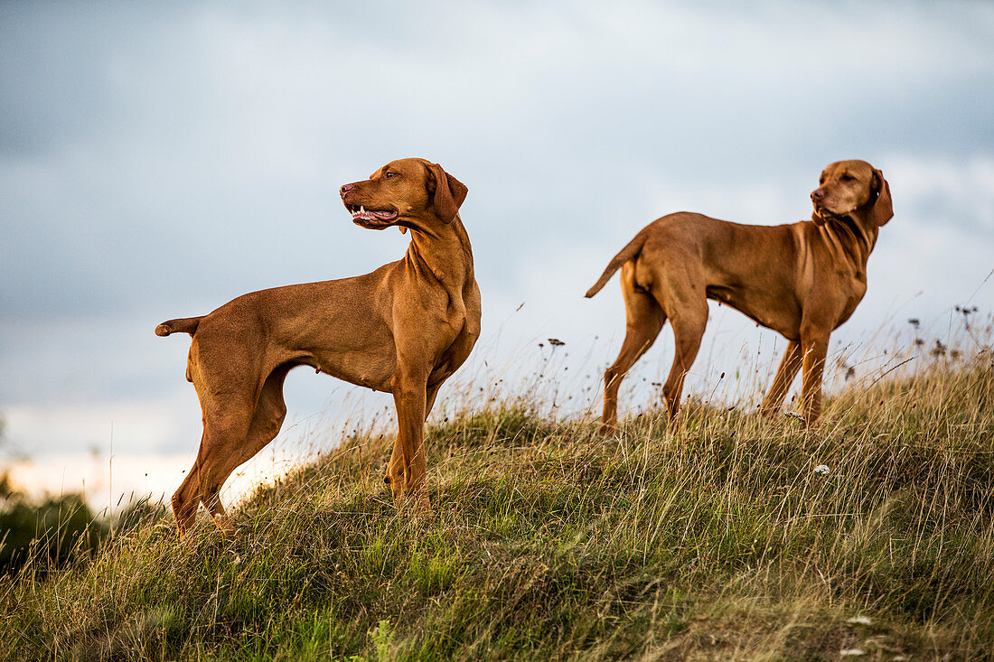 Portrait of two Vizla dogs standing on a meadow.