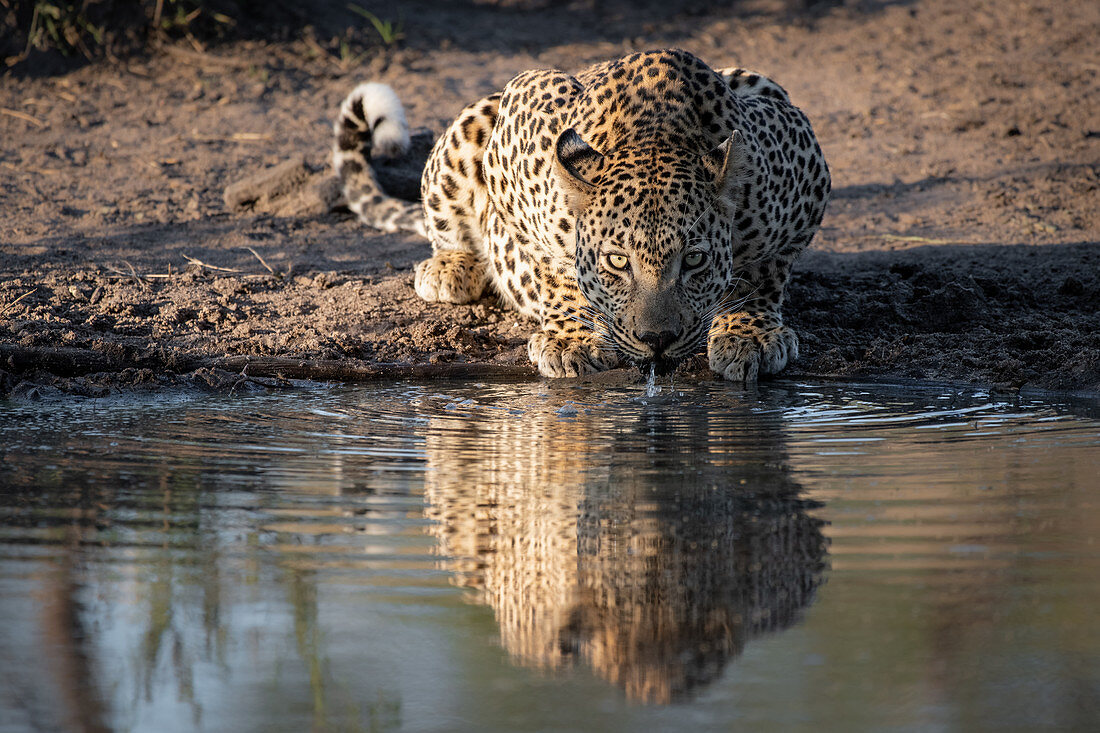 Ein Leopard (Panthera pardus), kauert sich zum Wassertrinken hinunter, direkter Blick, Ohren zurück, Wellen im Wasser