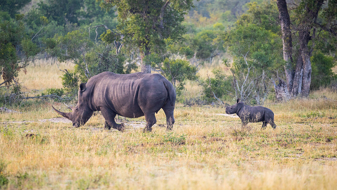 A white rhinoceros mother, Ceratotherium simum, is followed by her calf.