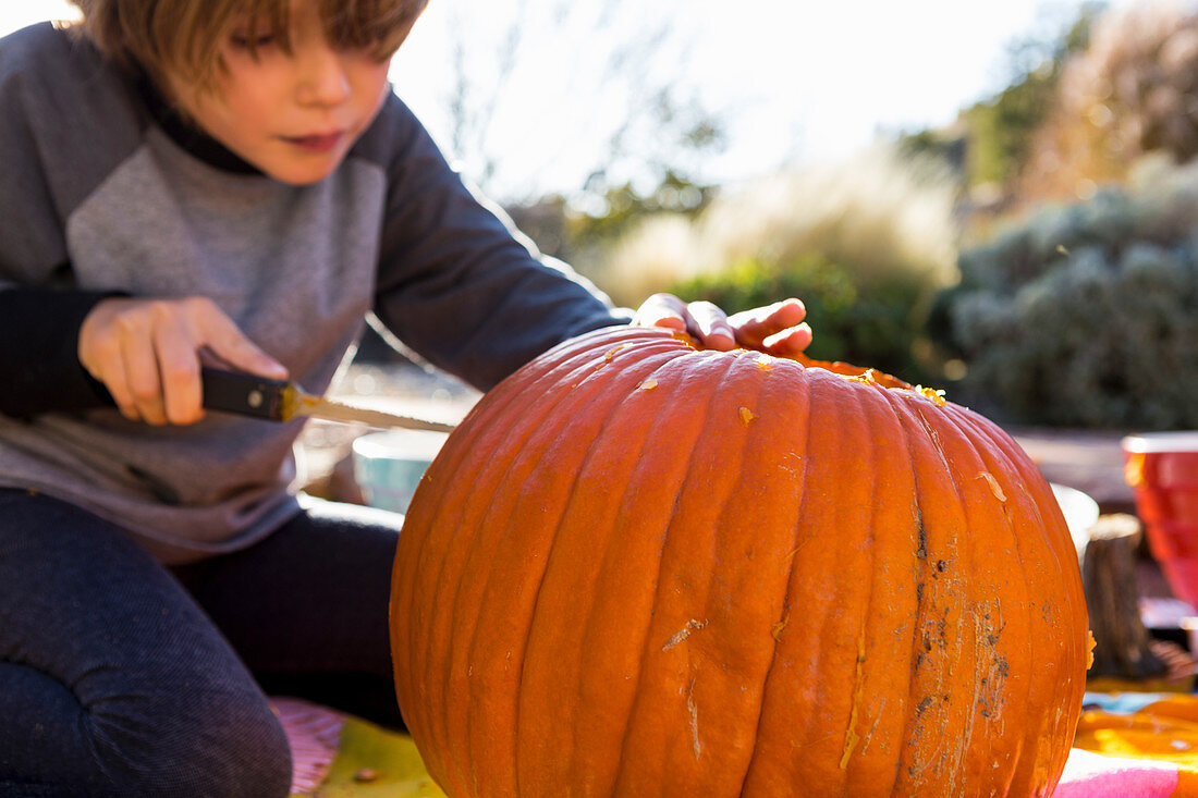 A six year old boy carving a pumpkin at Halloween.