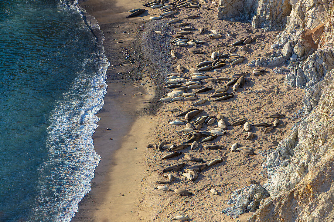 View from above of sealions basking on the narrow beach by sheer cliffs.