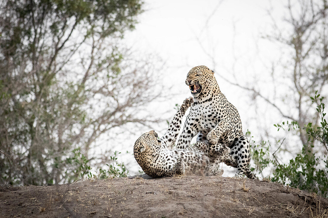 A mating pair of leopards, Panthera padrus, snarl at each other