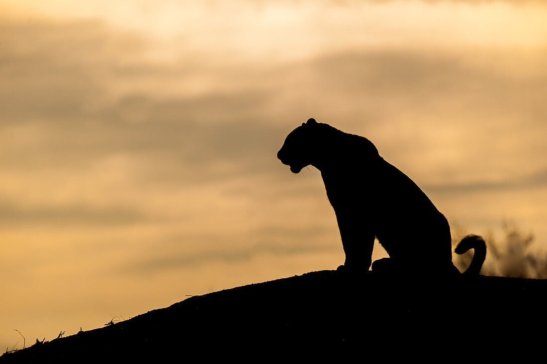 Die Silhouette eines Leoparden (Panthera pardus), auf einem Hügel sitzend, Sonnenuntergangshimmel