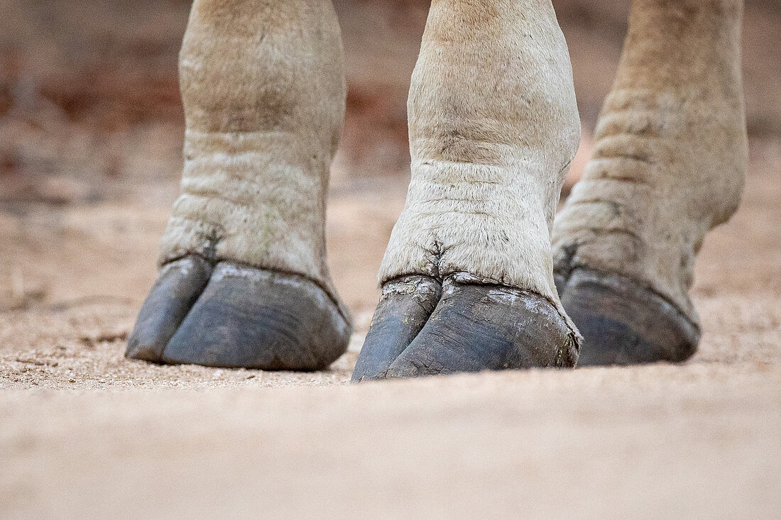 The hooves of a giraffe, Giraffa camelopardalis giraffa, standing on sandy ground