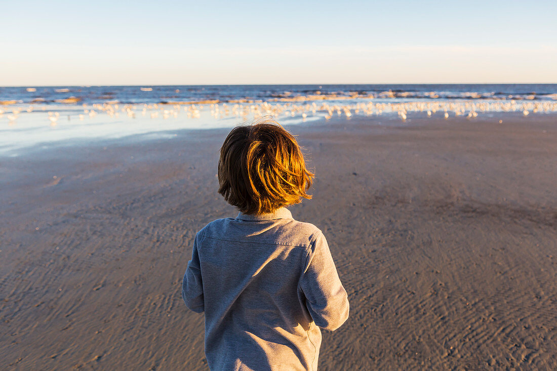 A boy walking on a beach, flock of seagulls on the sand. St. Simon's Island, Georgia