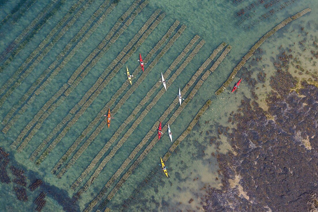 France, Morbihan, Gulf of Morbihan, kayaks above Petit Veizit oyster farm (aerial view)