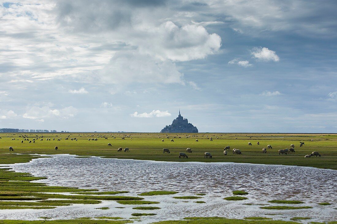 France, manche, Mont Saint Michel Bay listed as World Heritage by UNESCO, sheep in the salted marshes and Mont Saint Michel