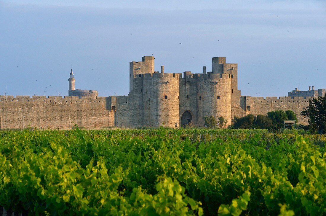 France, Gard, Aigues-Mortes, medieval city, ramparts and fortifications surrounded the city