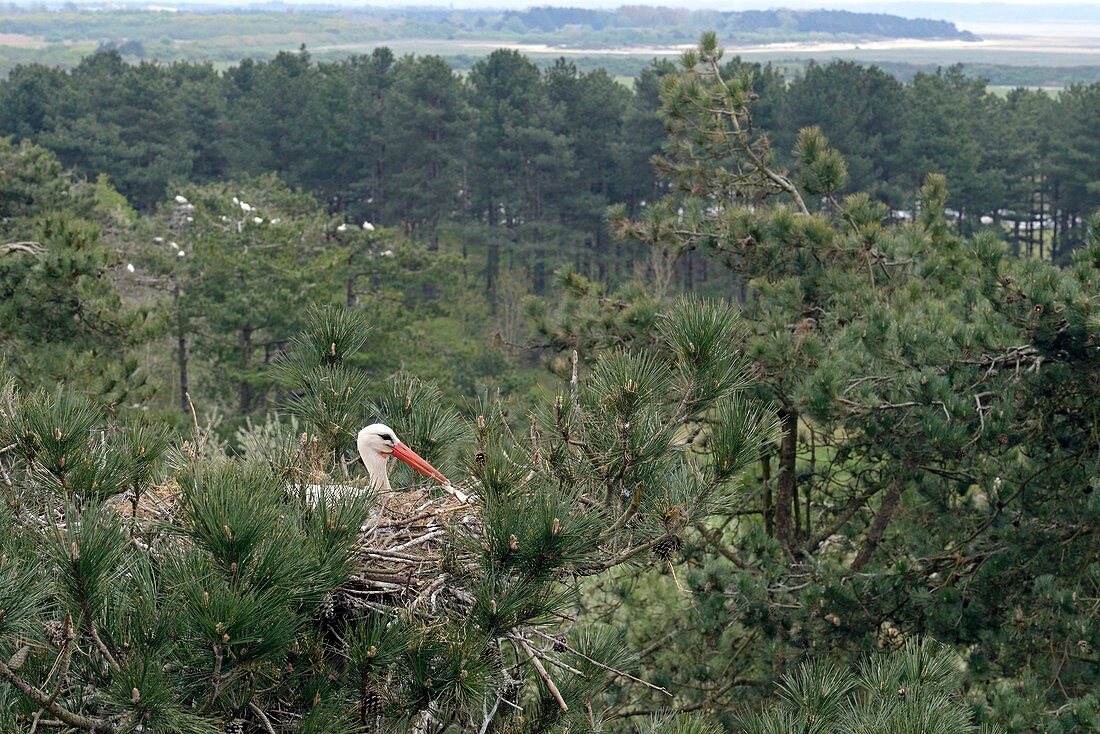 France, Somme, Baie de Somme, Marquenterre park, White Stork (Ciconia ciconia) nesting in a nest built at the summit of a pine