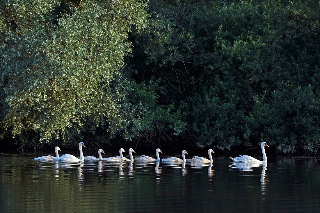 France, Doubs Brognard Nature Reserve, mute swans (Cygnus olor) and her chicks