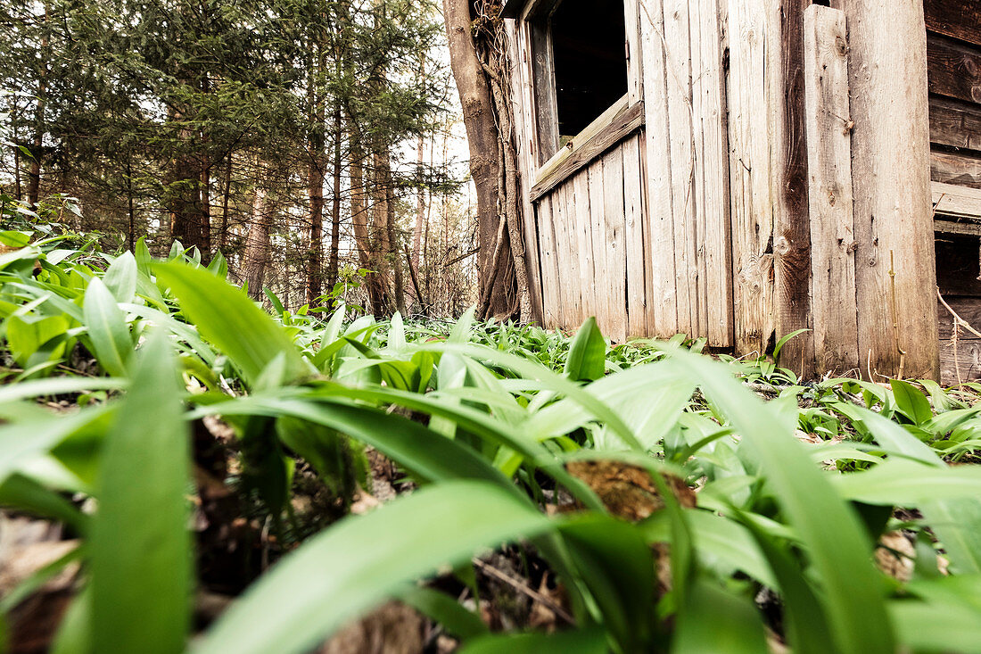 Wild garlic and shed in the forest, Berg am Starnberger See, Bavaria, Germany