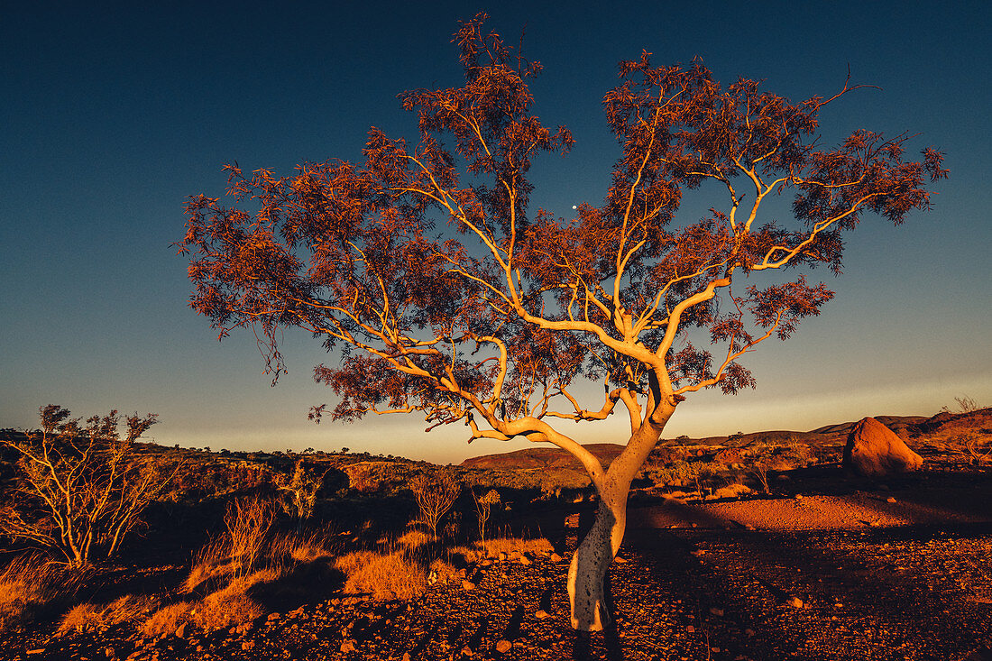 Tree at sunset in Karijini National Park in Western Australia;