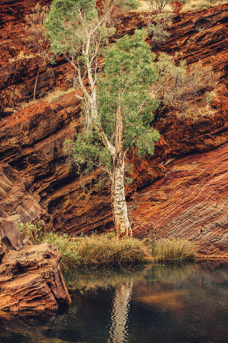 Single tree sunset in Hamersley Gorge in Karijini National Park in Western Australia, Australia, Oceania;