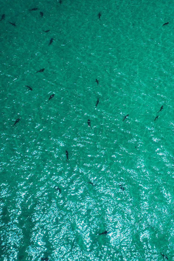 Haie in der Sharkbay in Westaustralien, Australien, Ozeanien